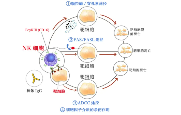 应对新冠病毒，NK细胞帮你度过难关