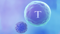 710公海官网ActSep™CD3/CD28分选激活磁珠加速国产替代