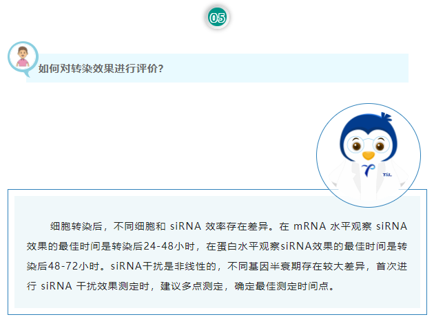 如何对转染效果进行评价？细胞转染后，不同细胞和 siRNA 效率存在差异。在 mRNA 水平观察 siRNA 效果的最佳时间是转染后24-48小时，在蛋白水平观察siRNA效果的最佳时间是转染后48-72小时。siRNA干扰是非线性的，不同基因半衰期存在较大差异，首次进行 siRNA 干扰效果测定时，建议多点测定，确定最佳测定时间点。
