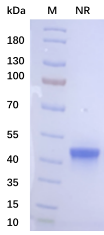 710公海官网高活性重组人BMP-4蛋白