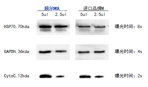 710公海官网产品推荐：膜尔新材0.45μmPVDF膜—实验数据